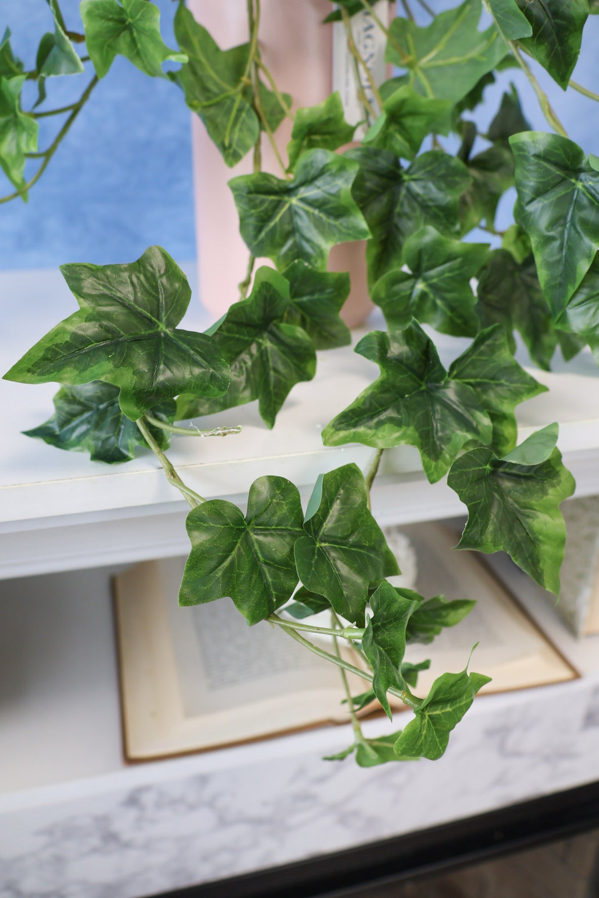 English Ivy Bush
