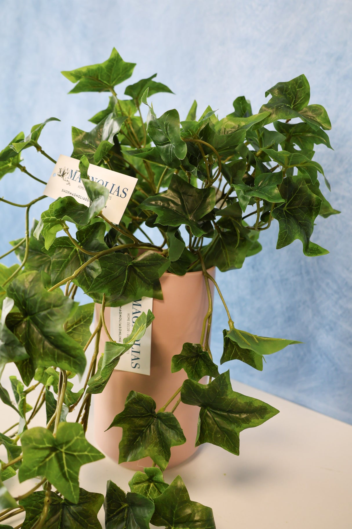 English Ivy Bush