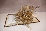 Gold Mini Boxwood Bush