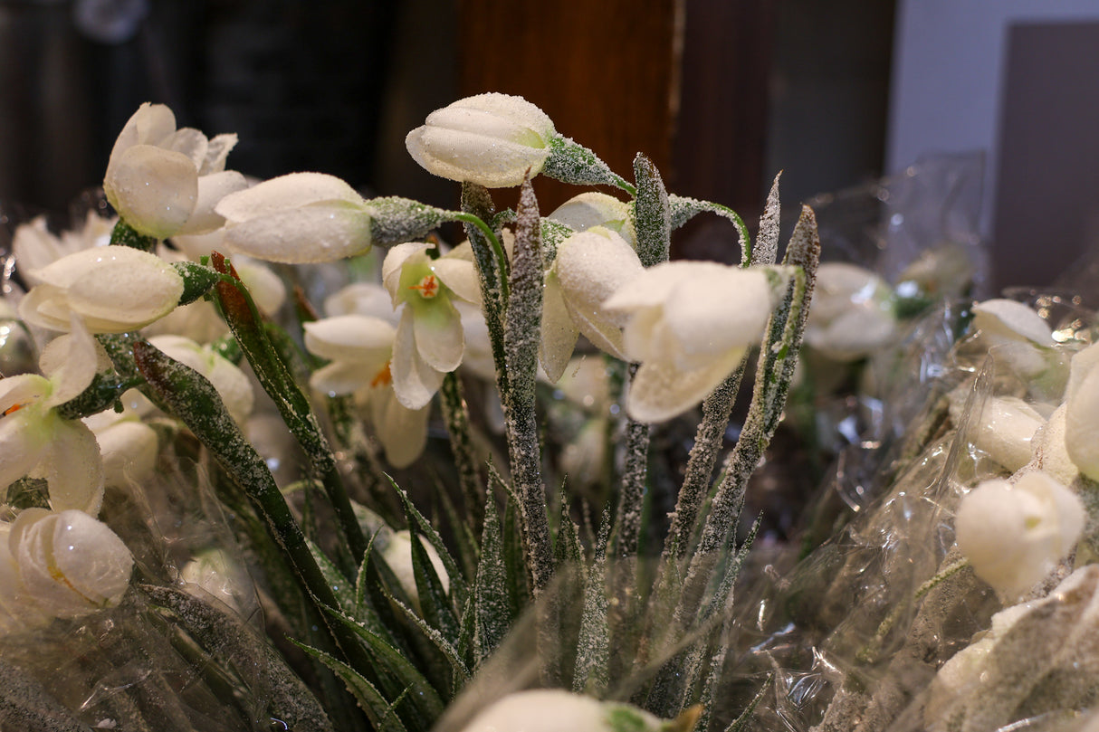 Frosted Snowdrop Bush