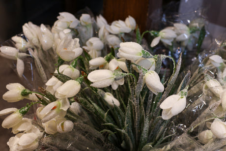 Frosted Snowdrop Bush