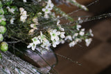 Snowed White Waxflower Spray