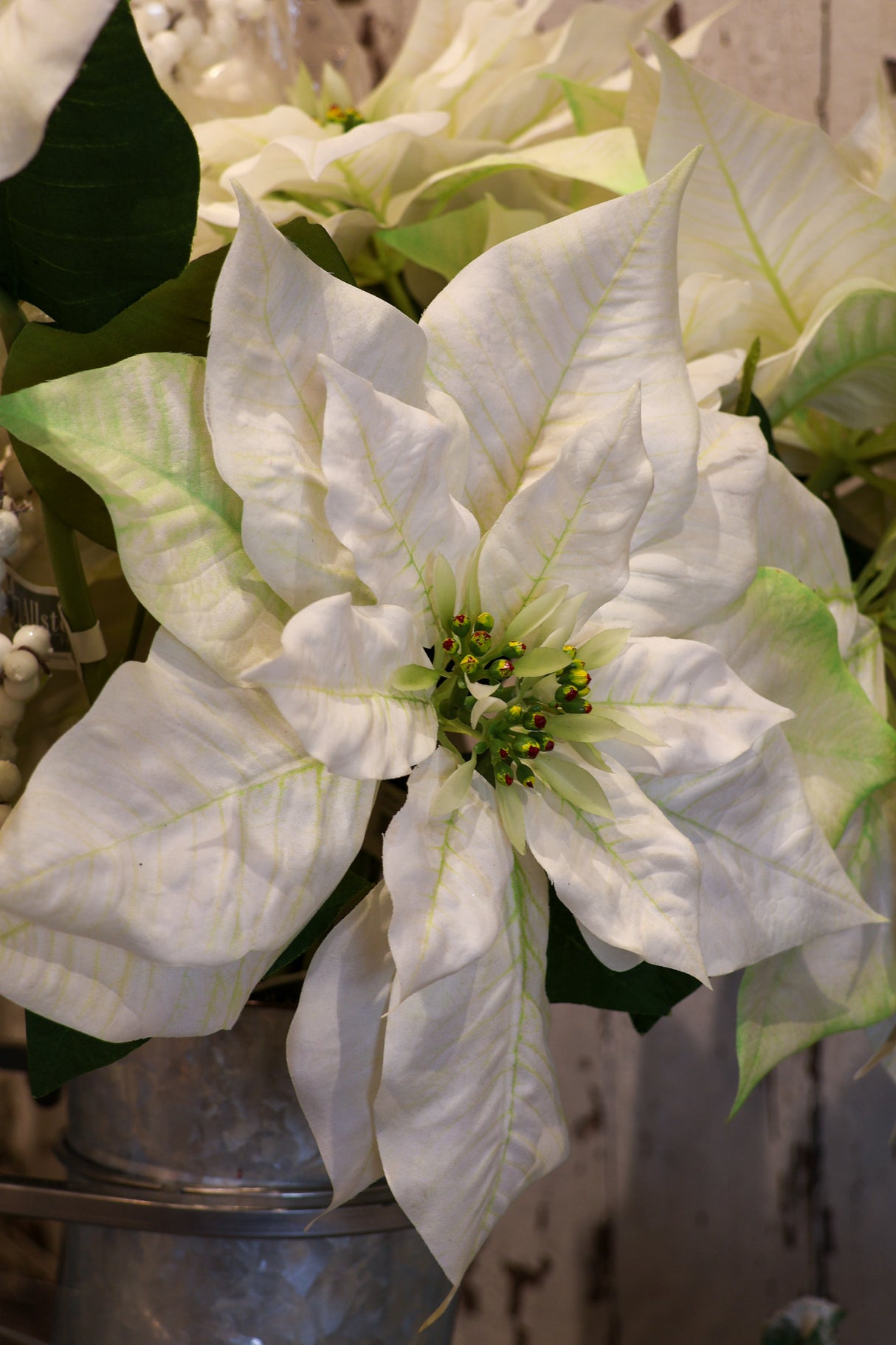 Winter White Poinsettia Spray