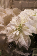 Snowed White Poinsettia Spray