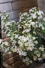 Snowed White Waxflower Spray