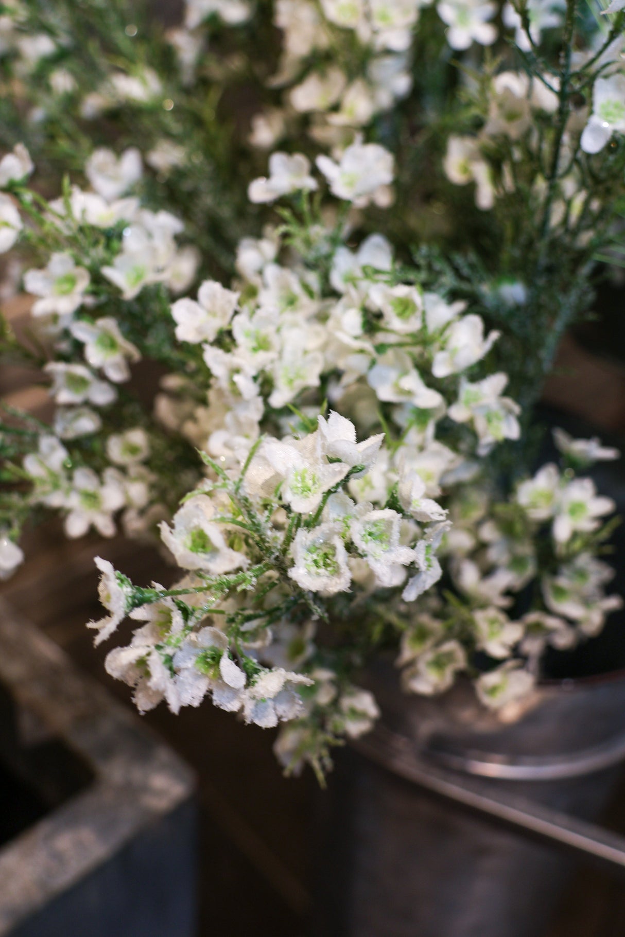 Snowed White Waxflower Spray