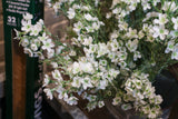 Snowed White Waxflower Spray