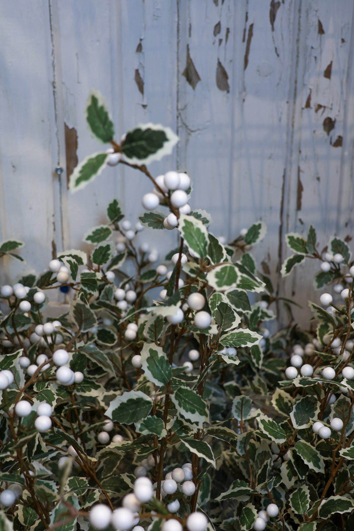 Joyful Day Holly Spray