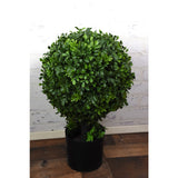 Boxwood Ball Topiary