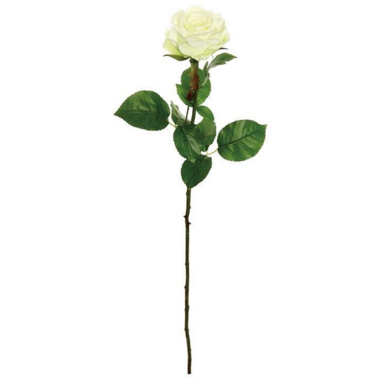 White Florist Rose