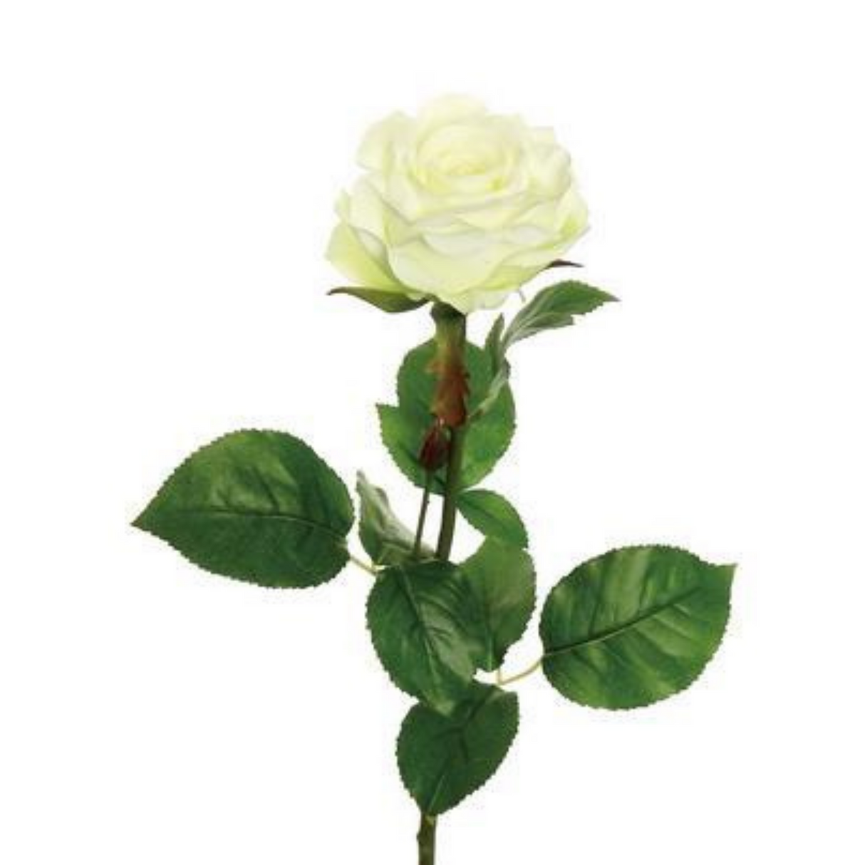 White Florist Rose