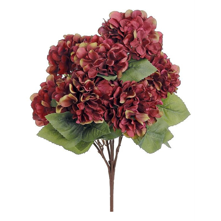 Burgundy Hydrangea Bush