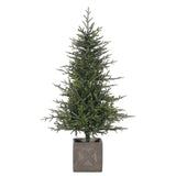 5' Fieldstone Spruce Potted Tree