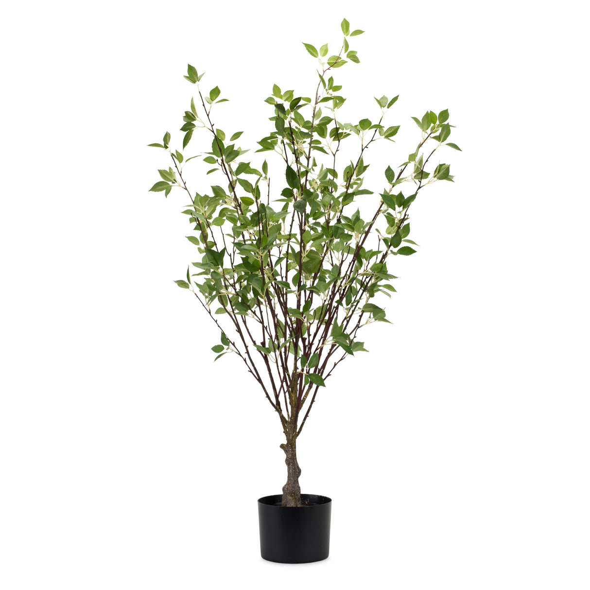 Potted Mountain Leaf Tree