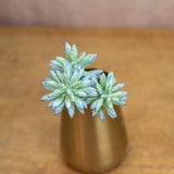 Spiny Succulent Spray - Blue/Sage