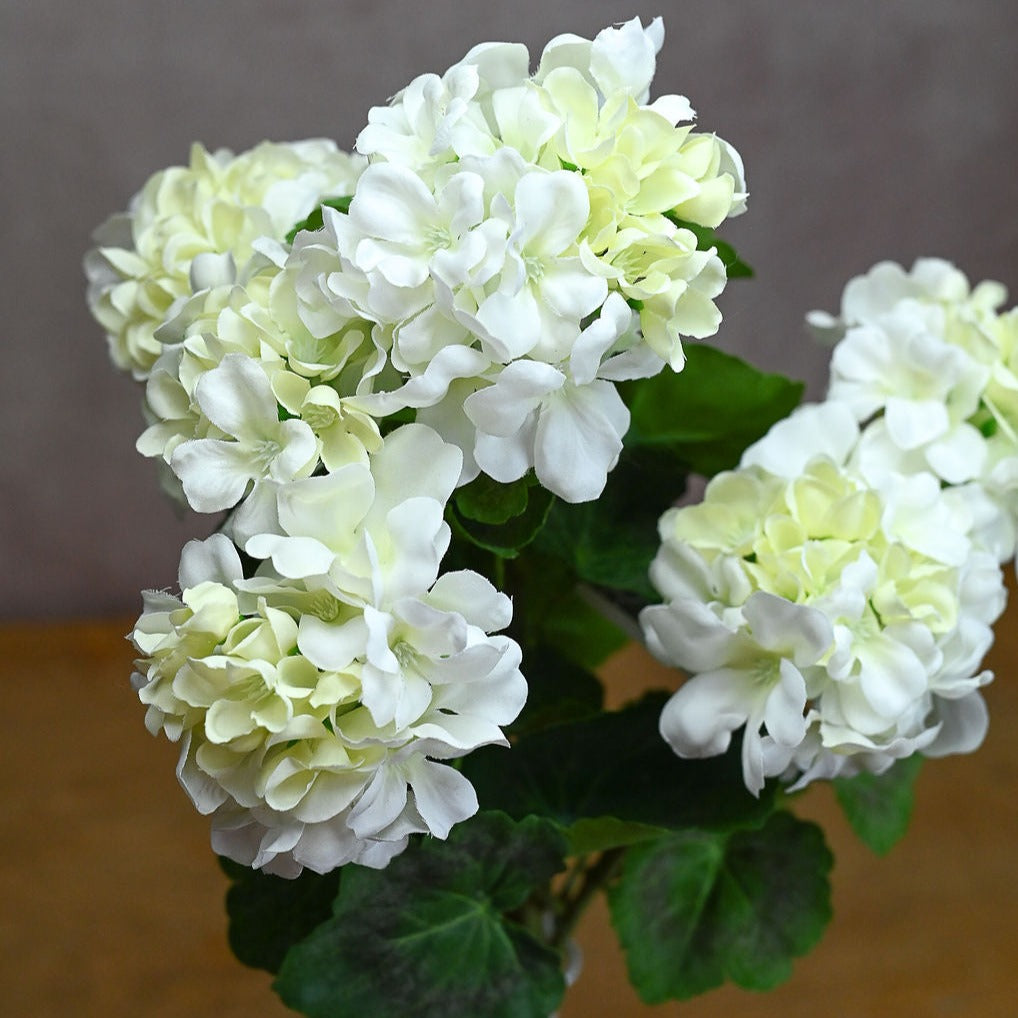 Small UV Protected White Geranium Bush