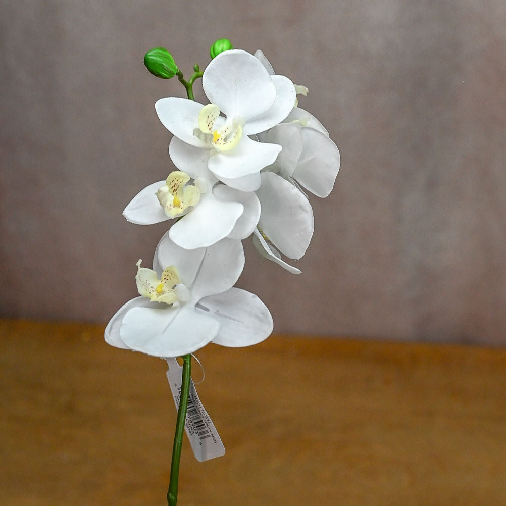 White Phalaenopsis Orchid Spray