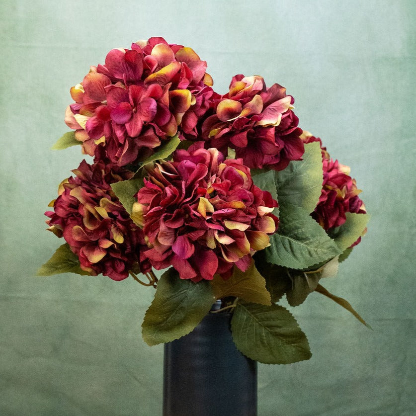 Burgundy Hydrangea Bush