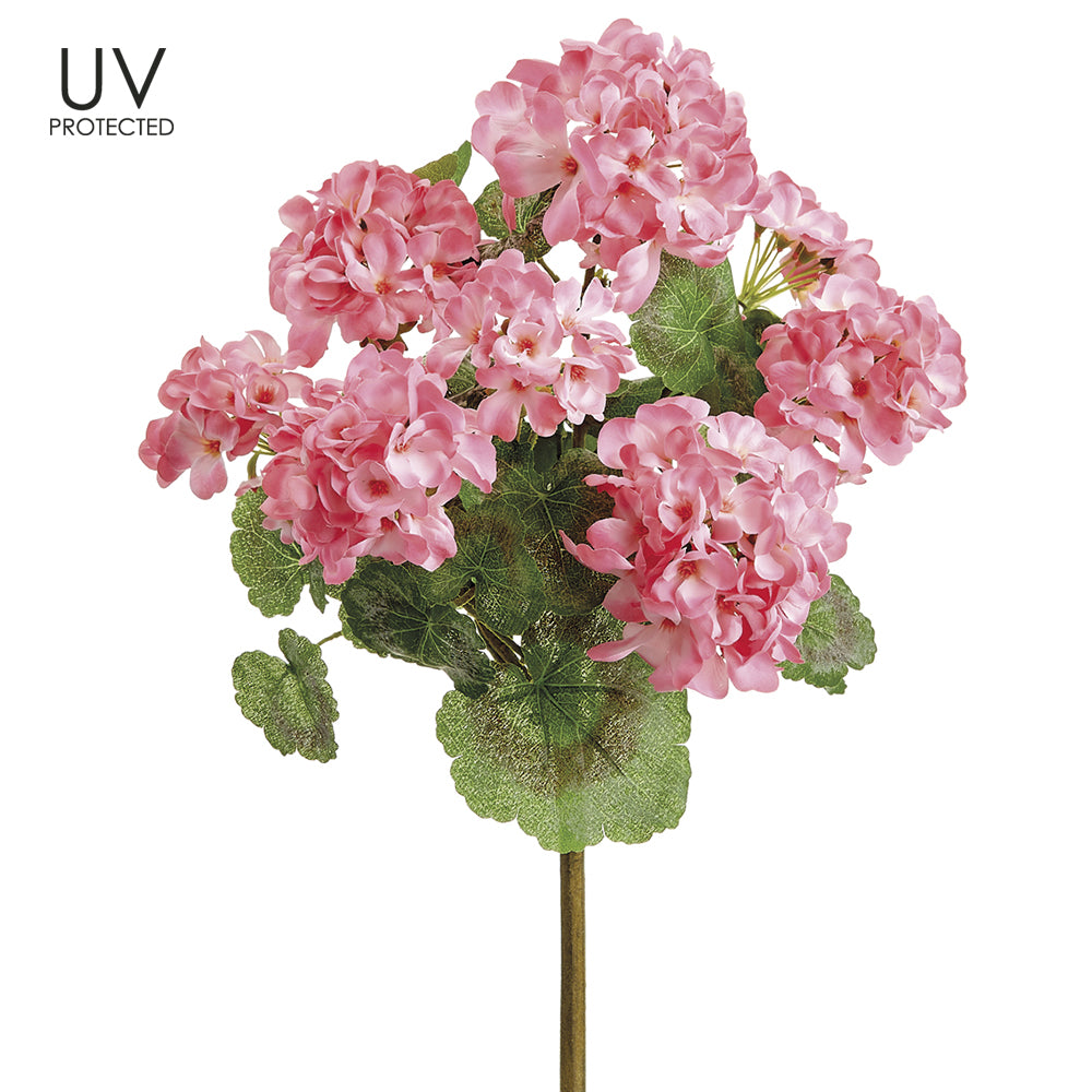 UV Protected Pink Geranium Bush