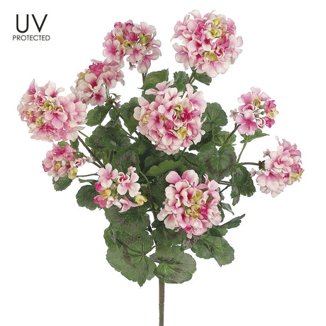 UV Protected Pink & White Geranium Bush