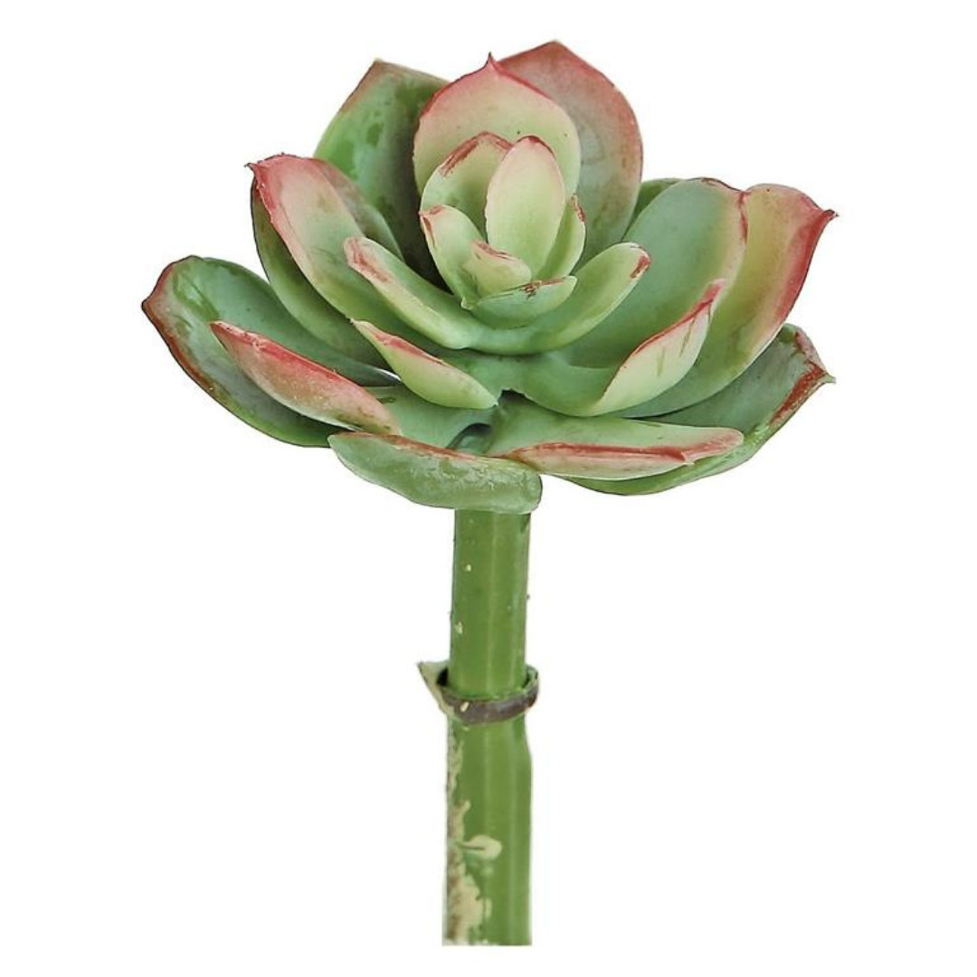 Sage & Red Echeveria Pick