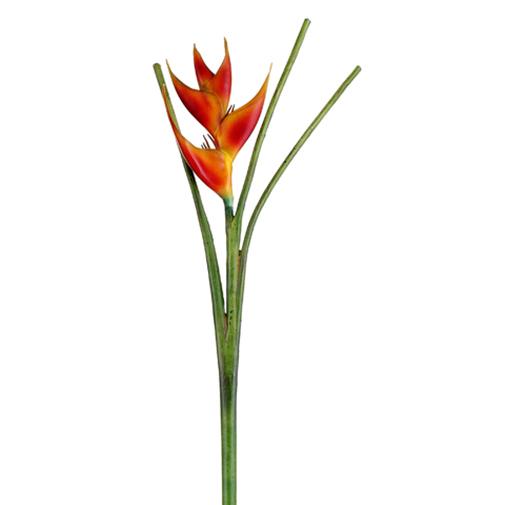 Flame Lobster Claw Heliconia Spray