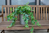 Variegated Garden Ivy Hanging Bush