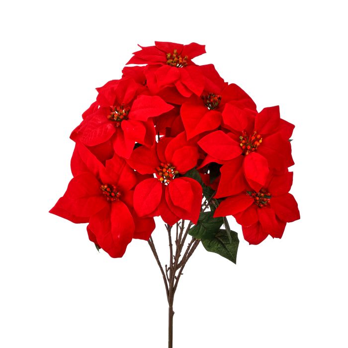 Red Poinsettia Bush