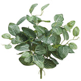 Fittonia Leaf Bush