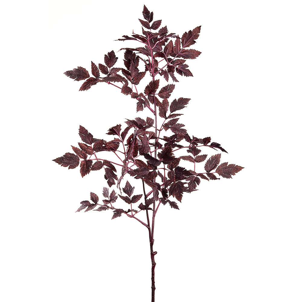 Cimicifuga Ramosa Leaf Spray