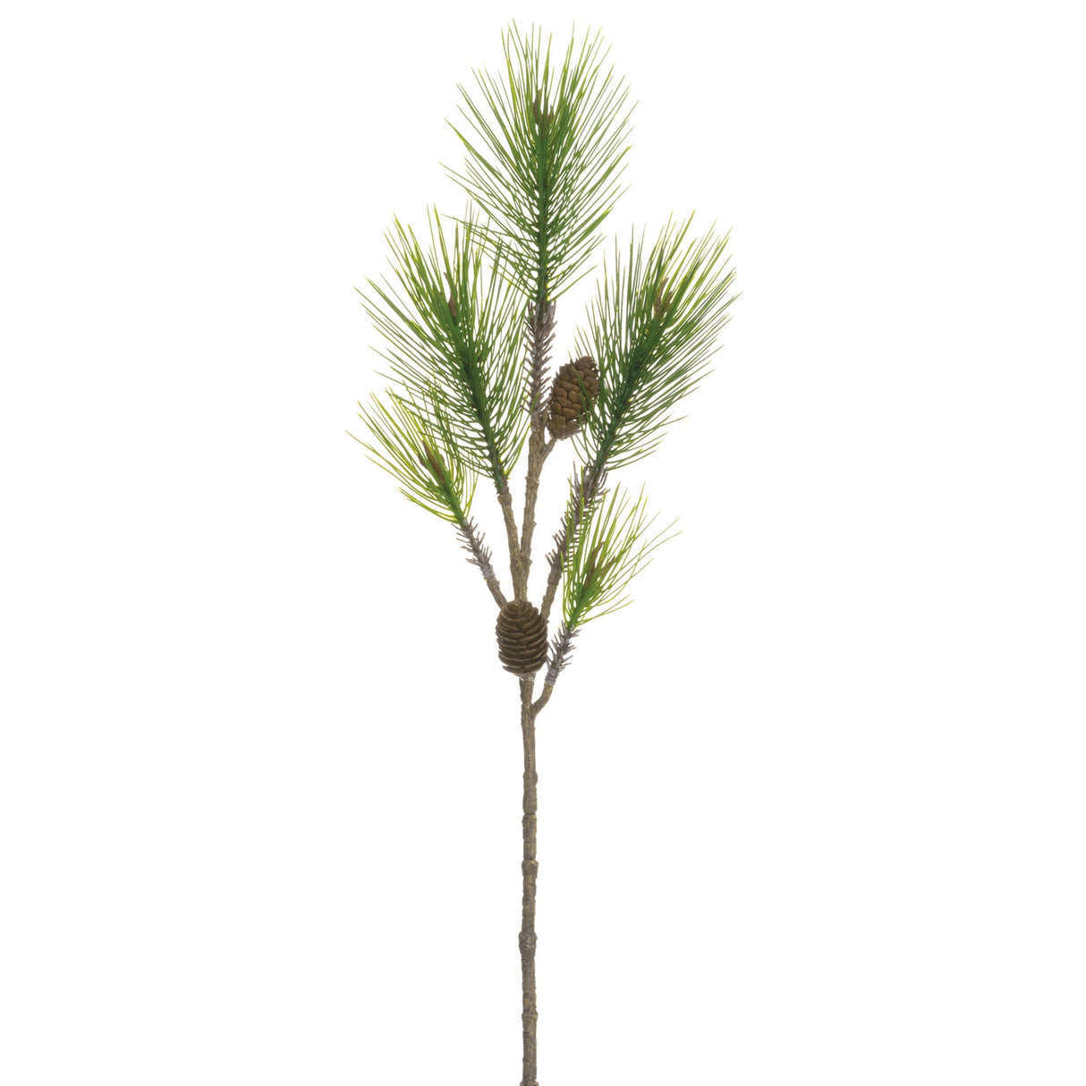 Long Needle Spruce Pine W/ Cones