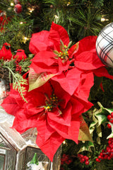 Red Natural Poinsettia Stem