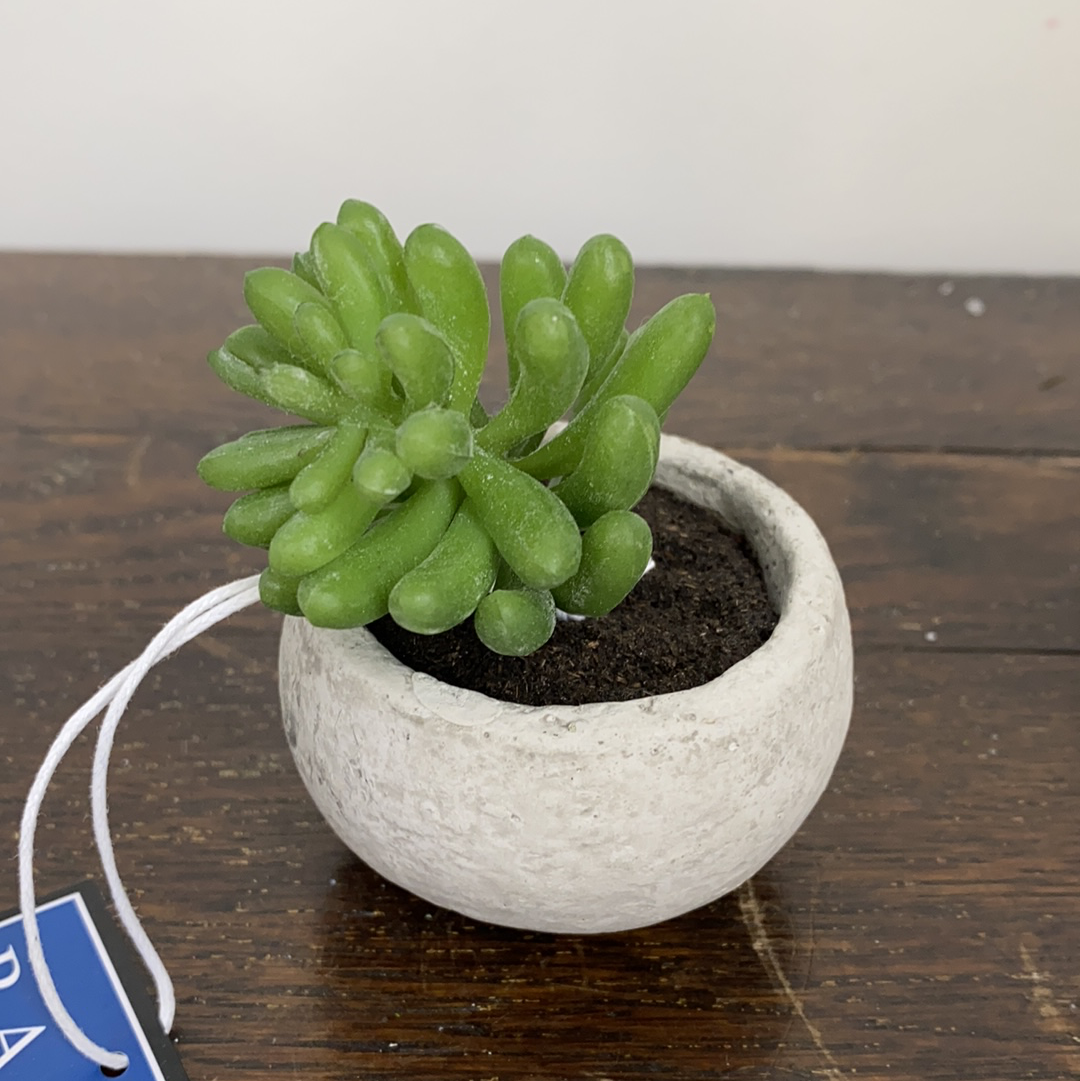 Mini Succulent In Cement Pot