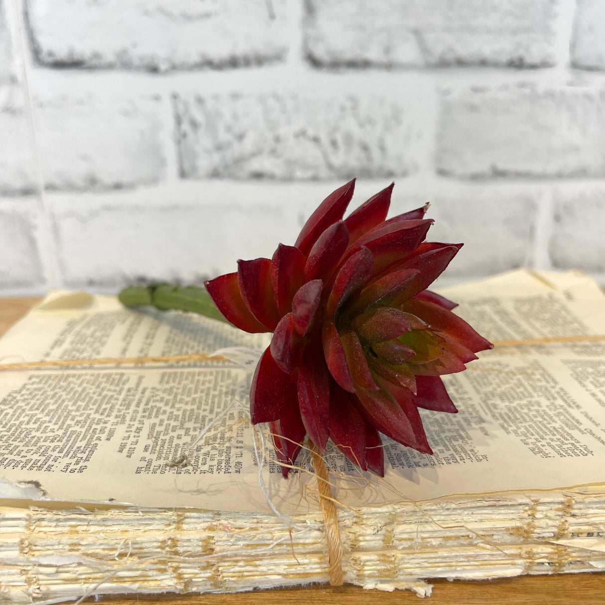 Sharp Leaf Succulent - Burgundy