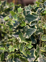 Variegated Garden Ivy Hanging Bush
