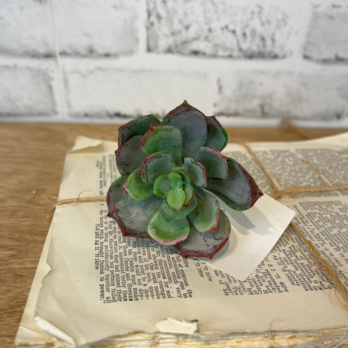 Sage & Red Echeveria Pick