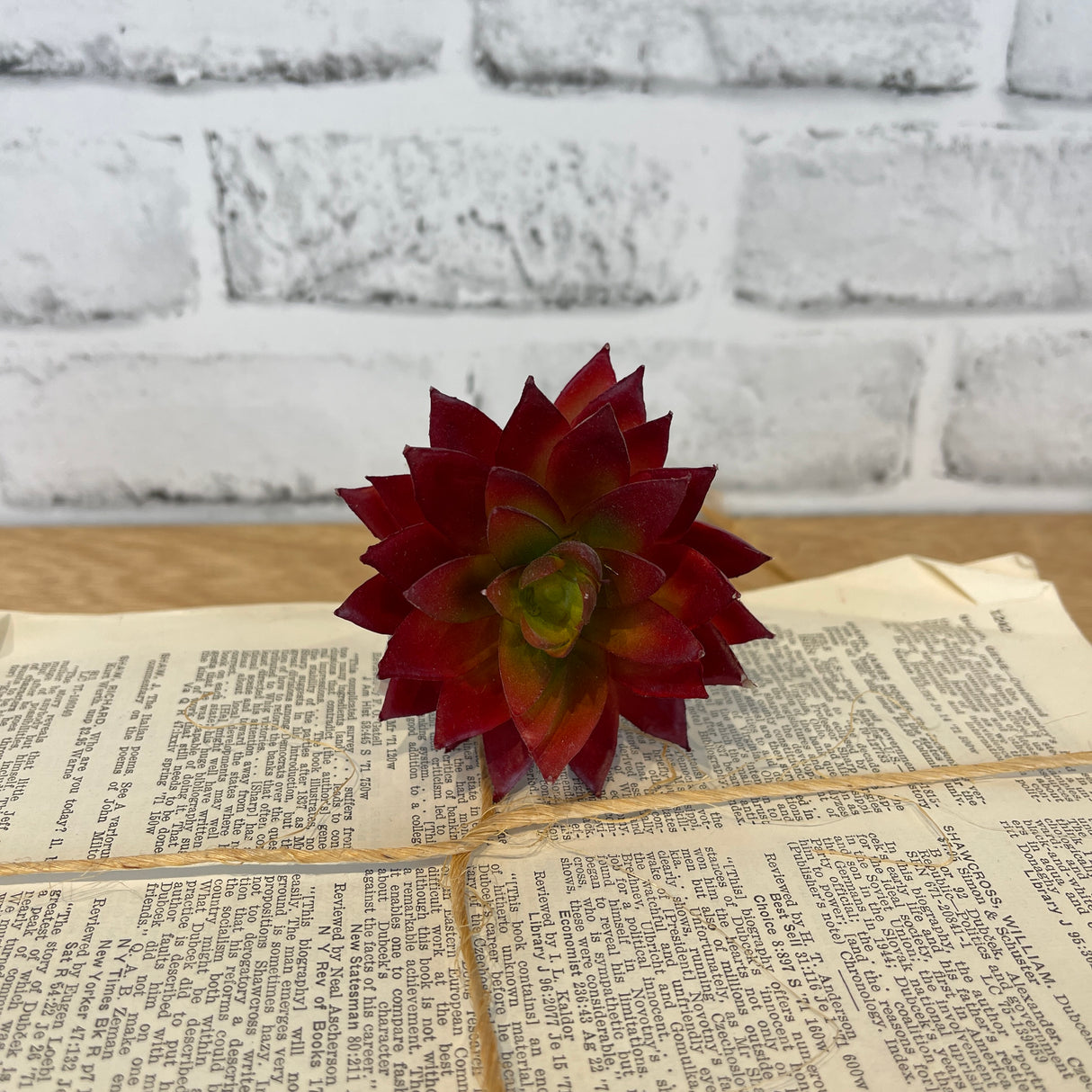 Sharp Leaf Succulent - Burgundy