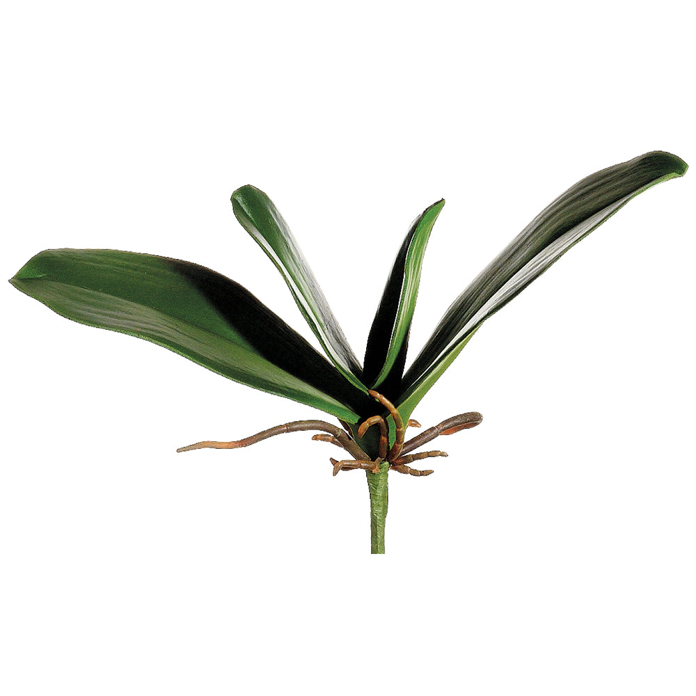 Phalaenopsis Orchid Leaf Plant